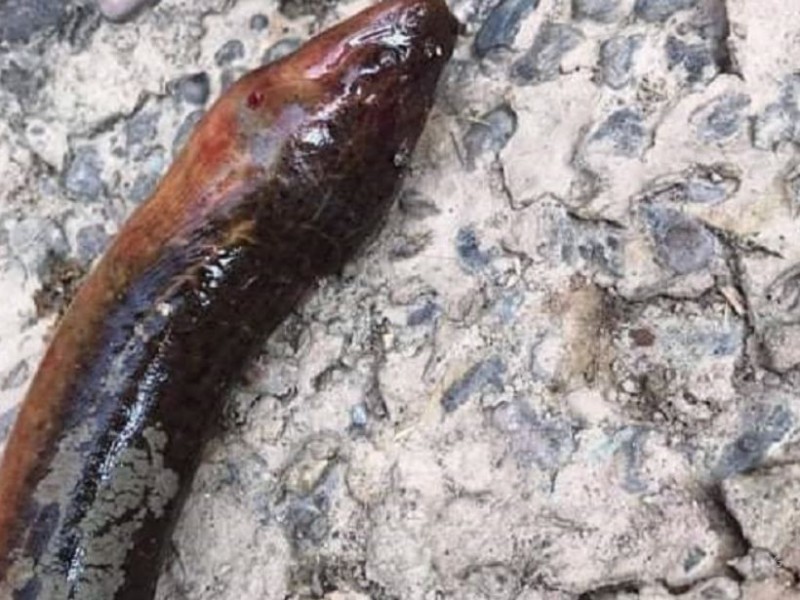 माछाले टोकेर मान्छेको मृत्यु